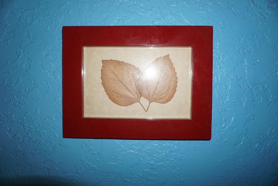 Pressed leaves in frame.