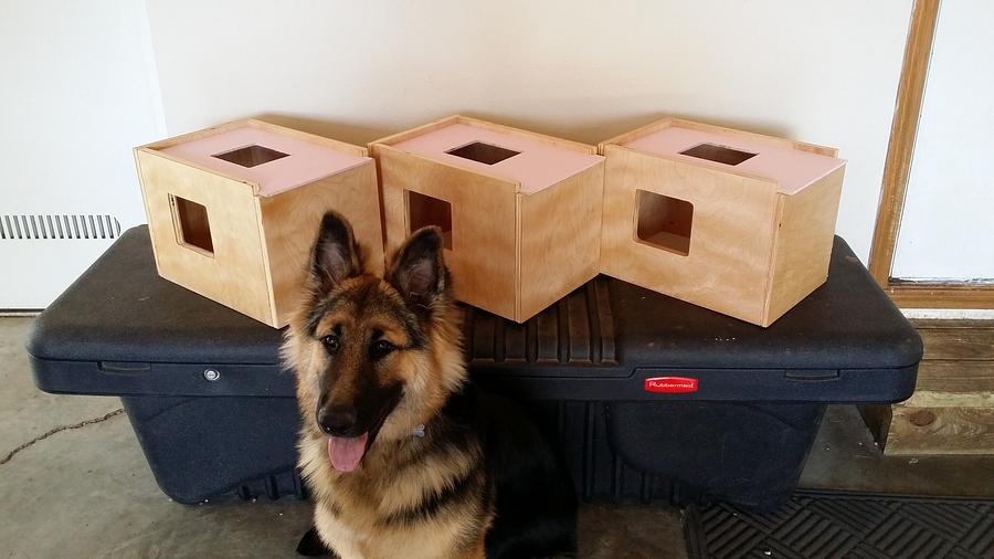 Scent boxes for dog training.
