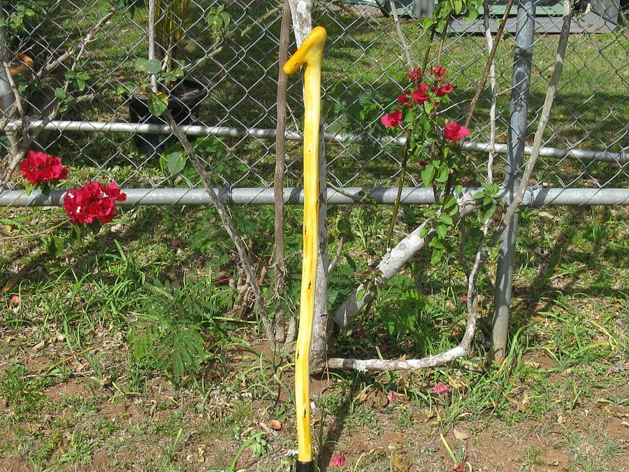 WALKING STICK MADE FROM BOAGAINVILLIA GROWING IN MY BACK YARD