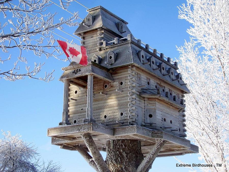 Extreme Birdhouses! Winter Time in Belgrave!