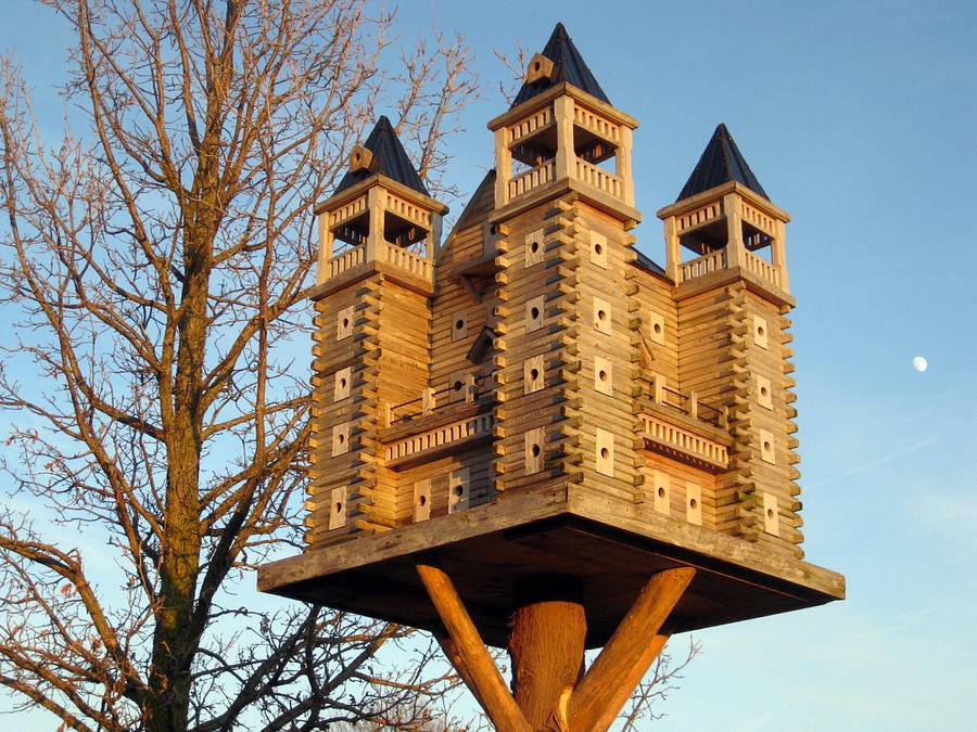 Extreme Birdhouses 