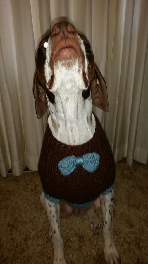 dog sweater