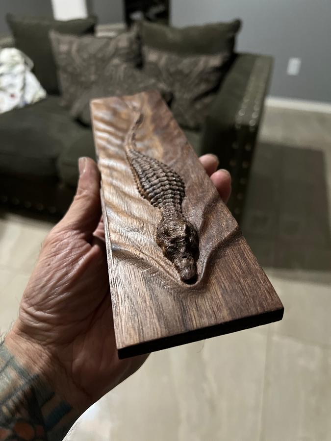 Crocodile Swimming thru Walnut