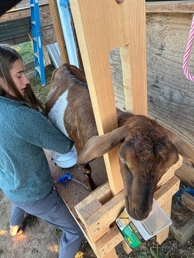 Goat Milking Station