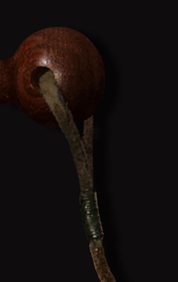 From Coconut To Birdhouse
