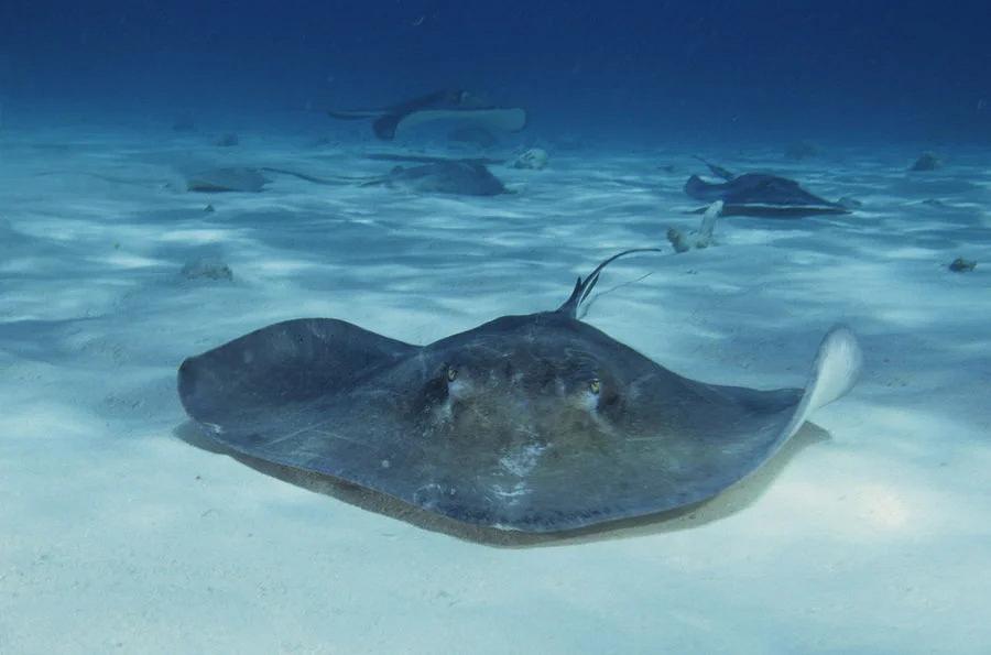 Stingray Bowl