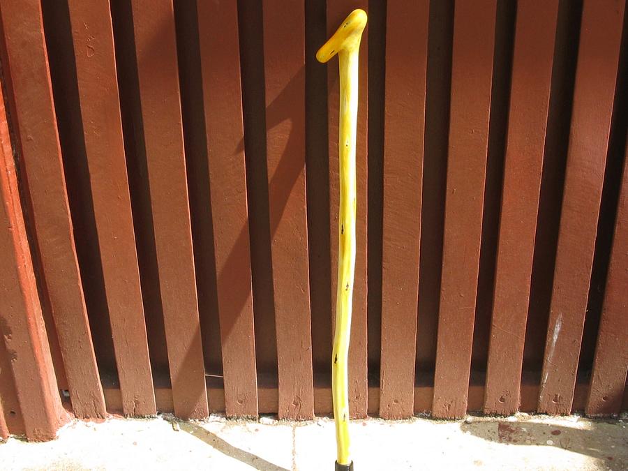 WALKING STICK MADE FROM BOAGAINVILLIA GROWING IN MY BACK YARD