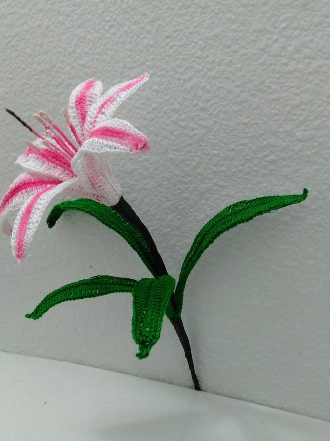 Free Crinum Lily Pattern (Milk and Wine)