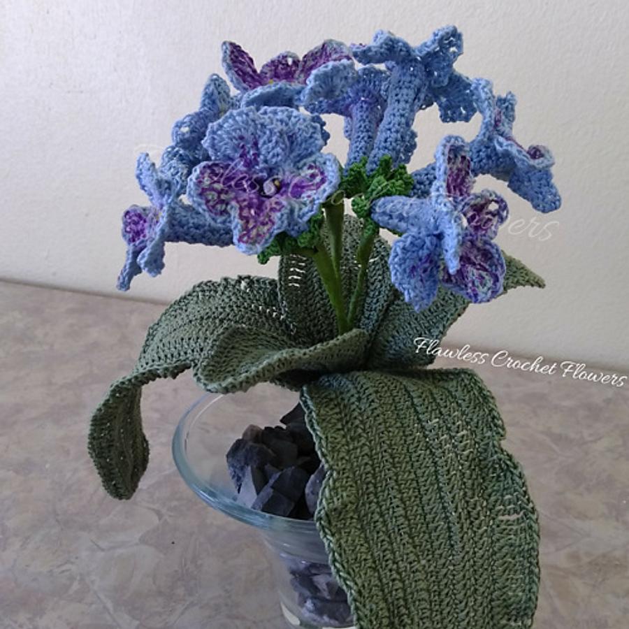 Harlequin Lace Trumpet African Violet