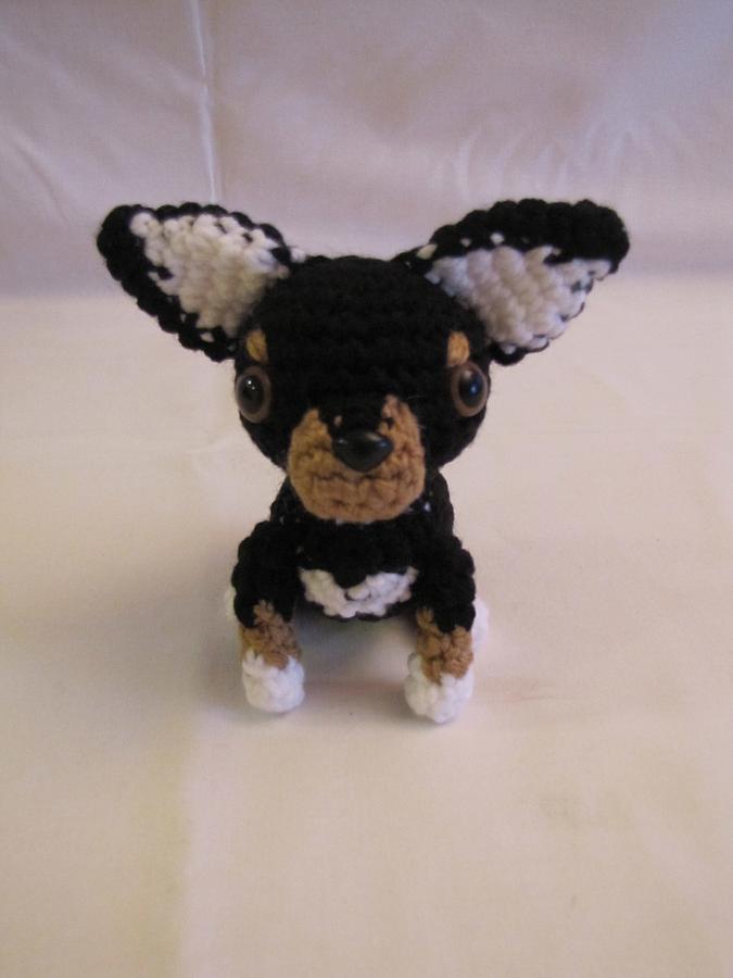 CHIHUAHUA - BLACK & BROWN