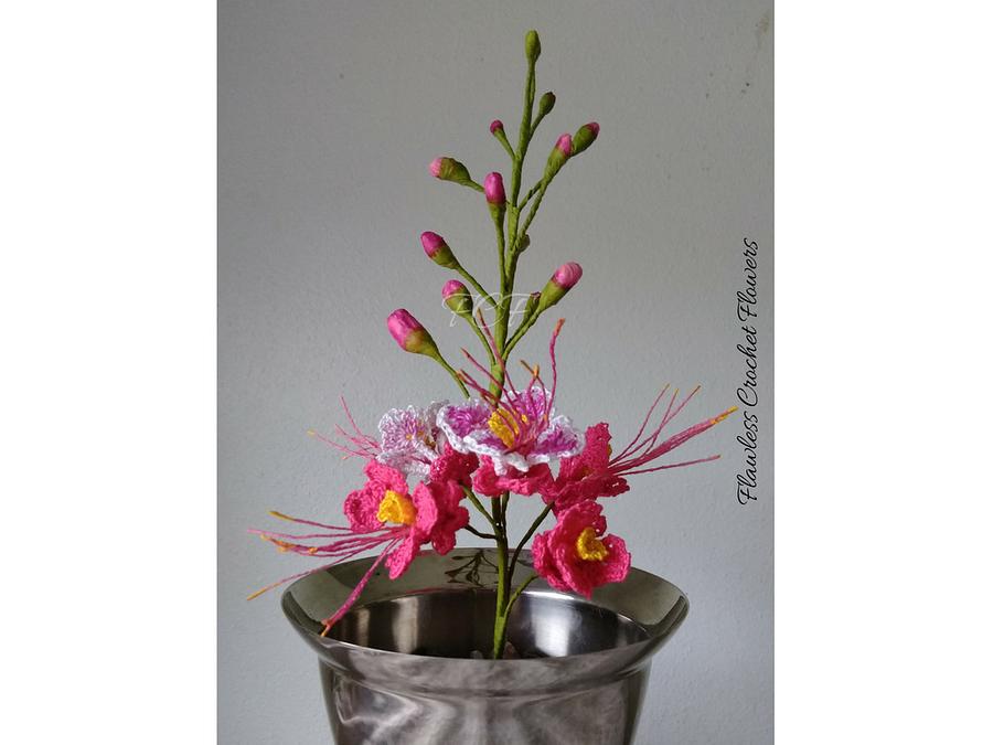 Pride Of Barbados Peacock Flower (Dwarf Poinciana)