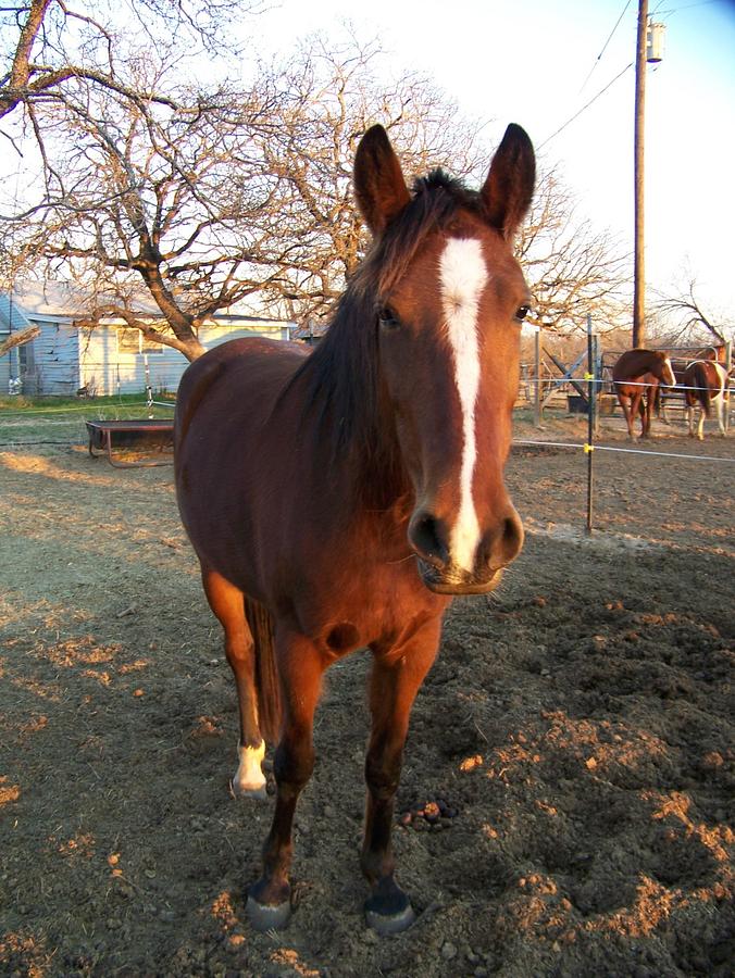 Crochet horse....modeled after my mare, Electra.