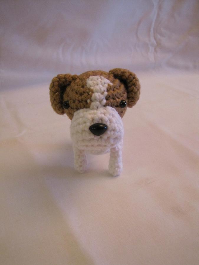 JACK RUSSELL TERRIER