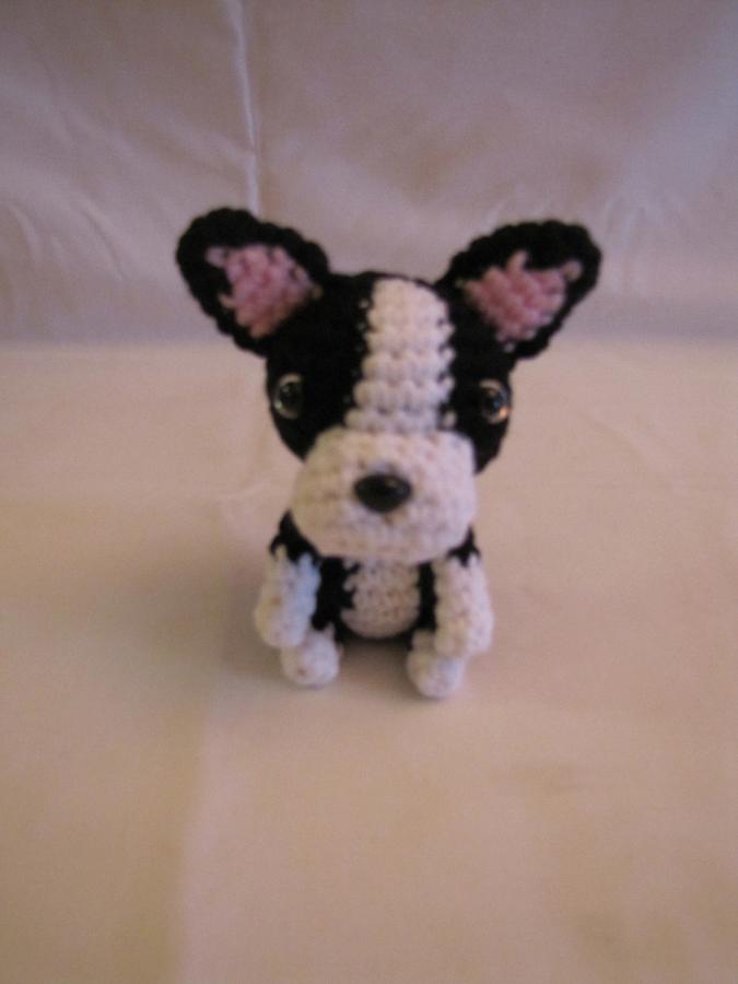 BOSTON TERRIER