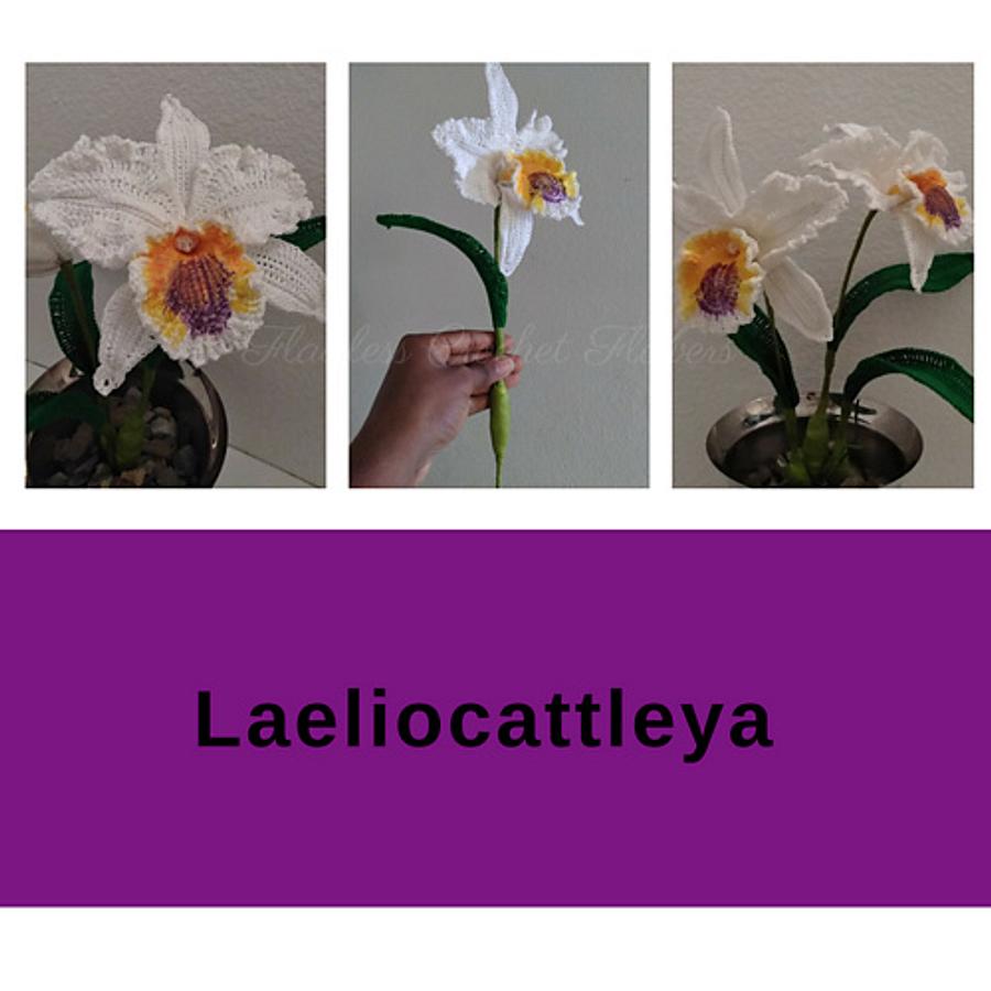 Laeliocattleya Orchid