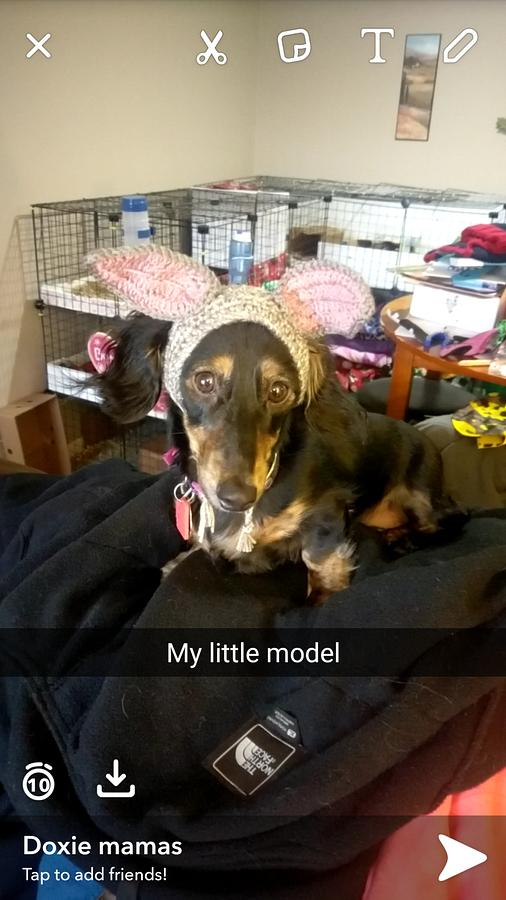 Bunny headband for dogs