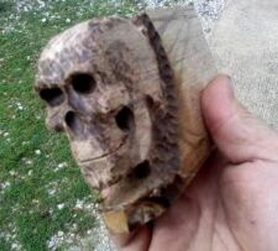 oak skull pipe 