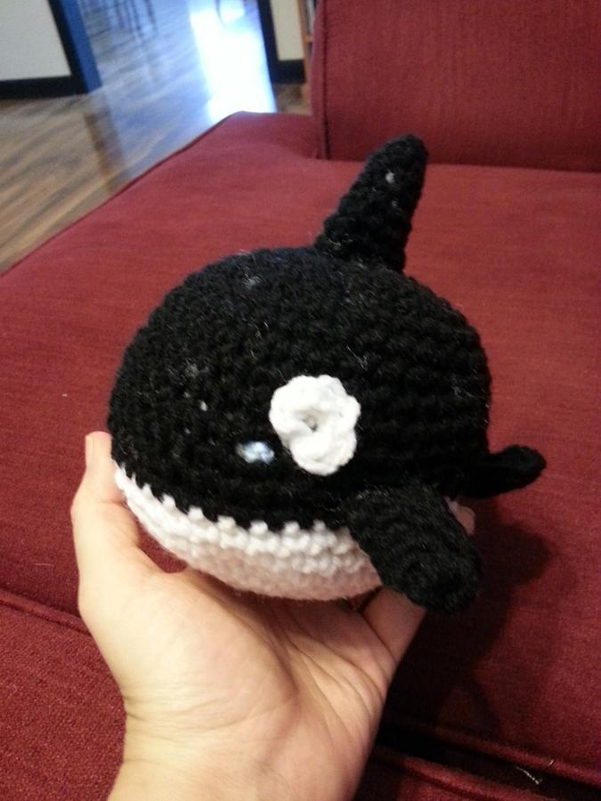 Shachi the Orca