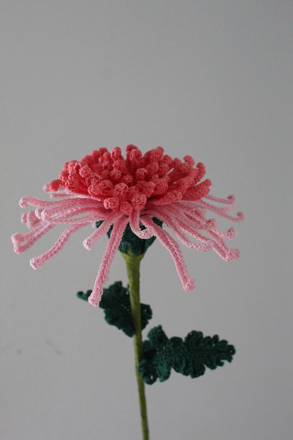 Spider Chrysanthemum  Bloom