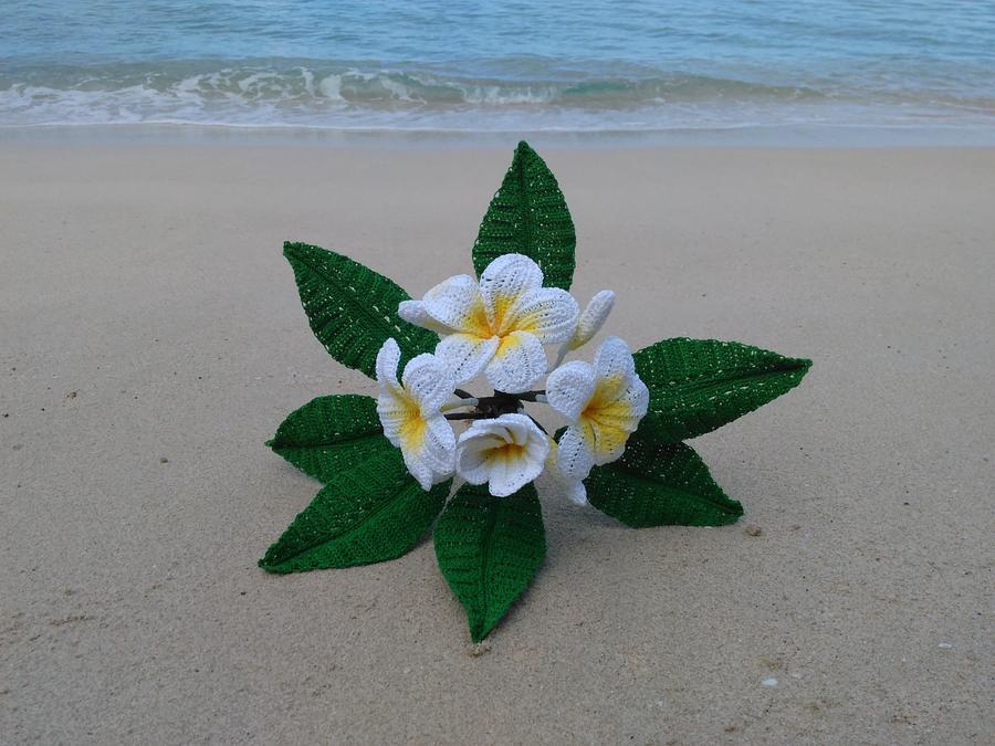 Frangipani Plumeria