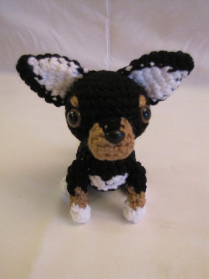 CHIHUAHUA - BLACK & BROWN