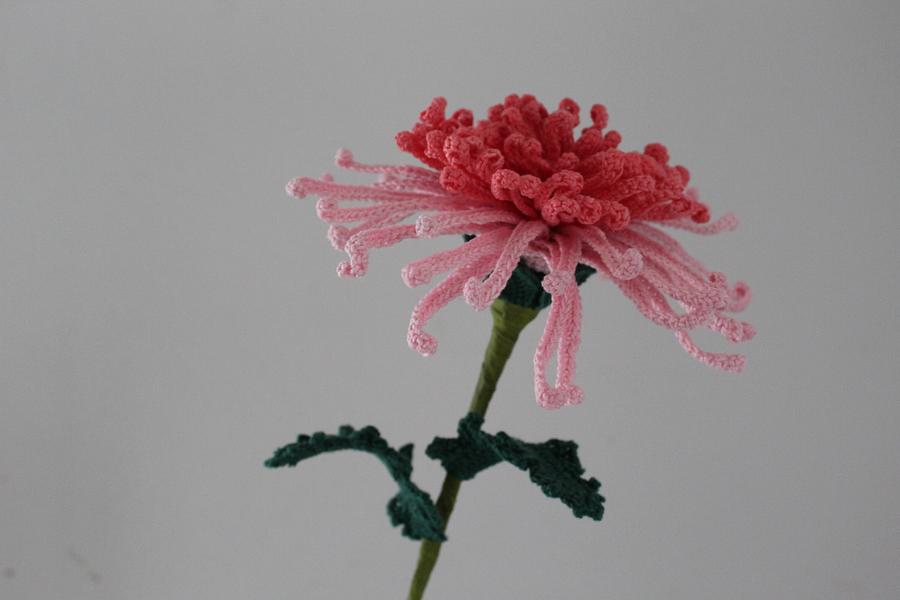 Spider Chrysanthemum  Bloom