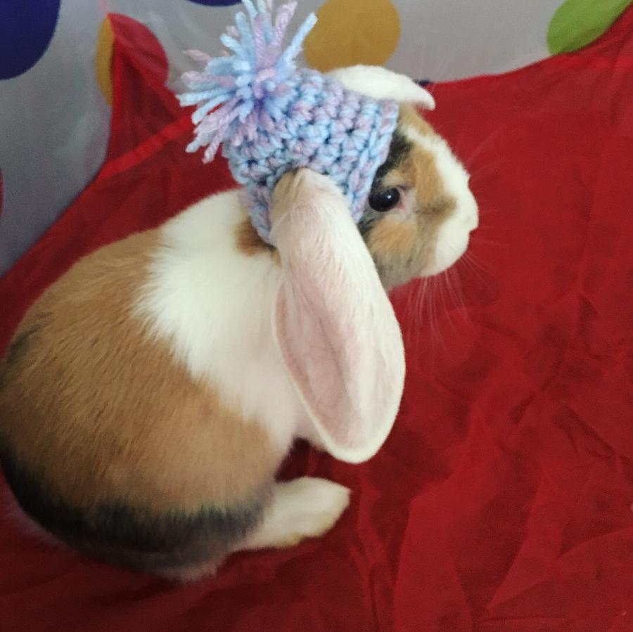 Crochet Pom Pom Hat for Bunnies