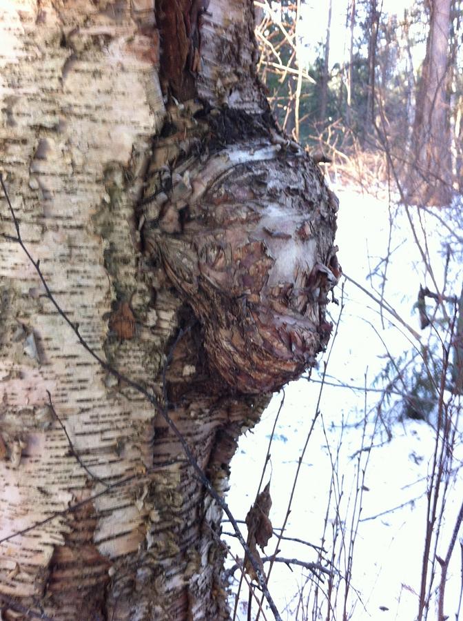 Natural edge birch burl bowl