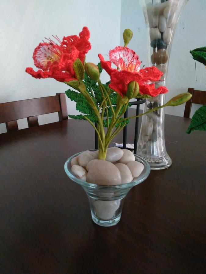 Royal Poinciana, Flamboyant, Delonix Regia