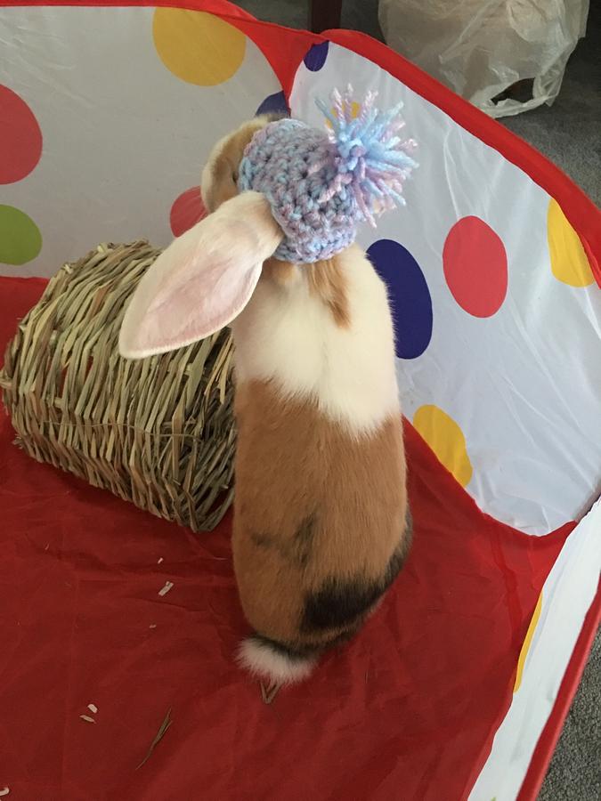 Crochet Pom Pom Hat for Bunnies