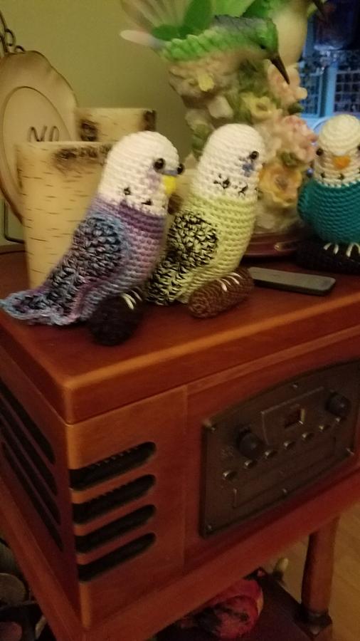 More budgies