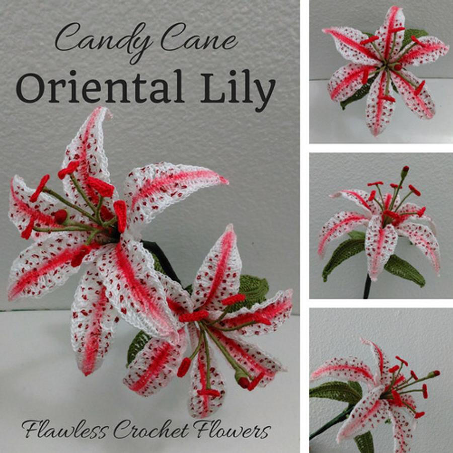 Candy Cane Oriental Lily Flower Pattern