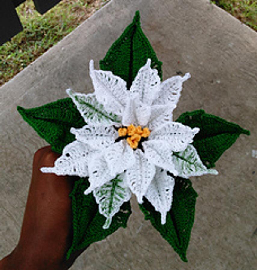 Crochet Poinsettia Harlequin