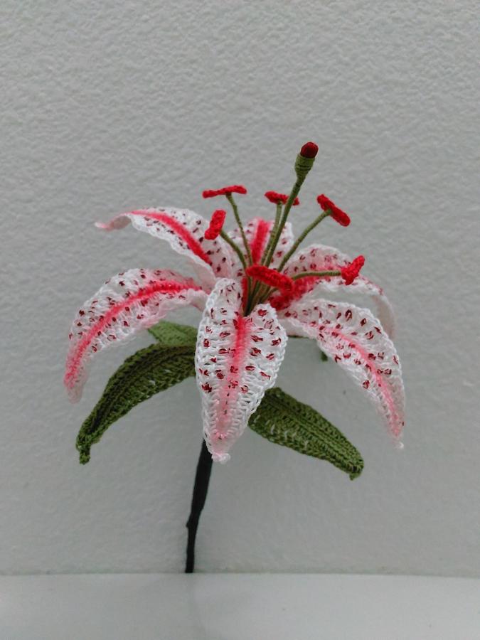 Candy Cane Oriental Lily Flower Pattern