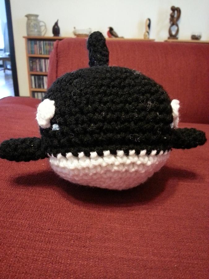 Shachi the Orca