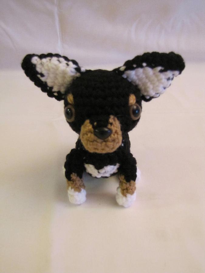 CHIHUAHUA - BLACK & BROWN