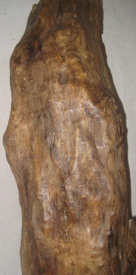 Outside Shell of a Oak Log