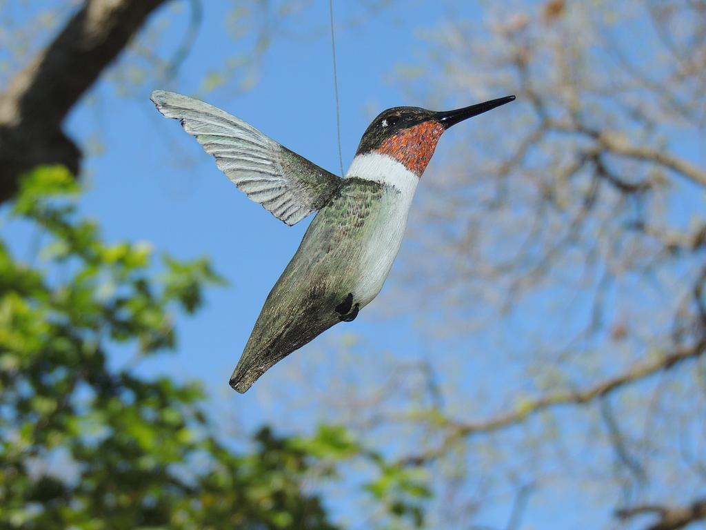 Humming Bird Carving - Woodworking Project by Rolando Pupo