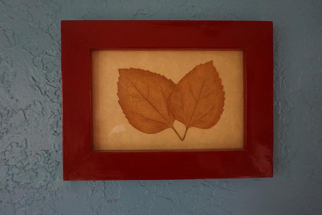 Pressed leaves in frame.
