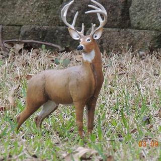 White Tail Buck - Carving - Woodworking Project by Rolando Pupo White Tail Buck - Carving - Woodworking Project by Rolando Pupo
