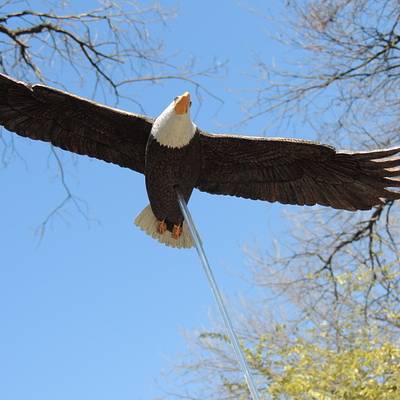 Soaring Bald Eagle - Carving - Project by Rolando Pupo