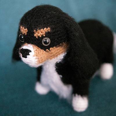 Brady the Cavalier King Charles Spaniel - Project by Allie
