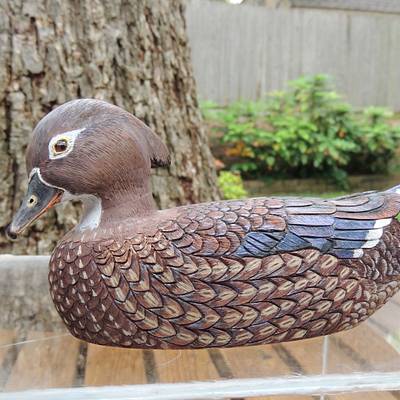 Wood Duck Hen - Project by Rolando Pupo