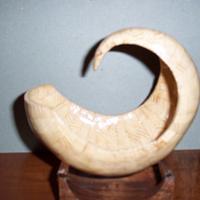 Wooden Seashell 