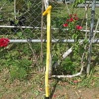 WALKING STICK MADE FROM BOAGAINVILLIA GROWING IN MY BACK YARD