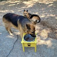 Raised dog dish holders