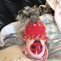 Ladybug Shrug Doggie Sweater - Project by SheilaSchnauzies