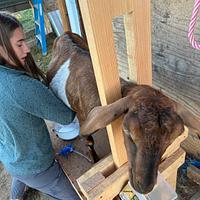 Goat Milking Station - Project by Albert