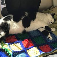 Cat Blanket - Project by CrochetNikki