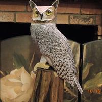 "Great Horned Owl"    ...   carving. - Project by Rolando Pupo